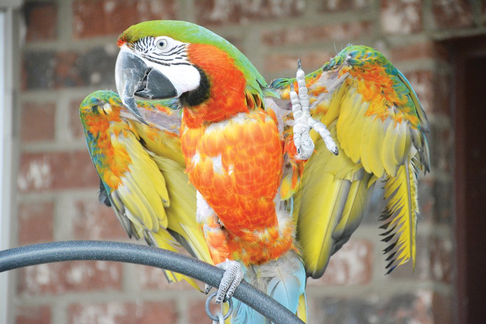 SUN FEAT Parrot Rescue7.jpg