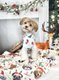 241216_Holiday pets_PPL-1.jpeg