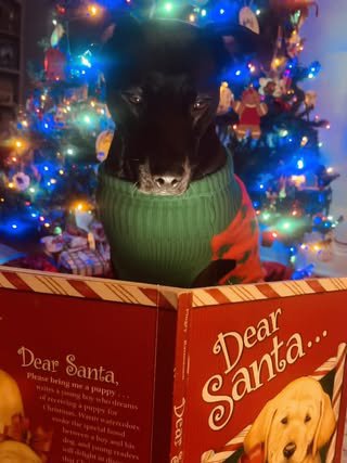 241216_Holiday Pets_PPL-3.jpeg