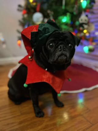 241216_Holiday Pets_PPL-4.jpeg