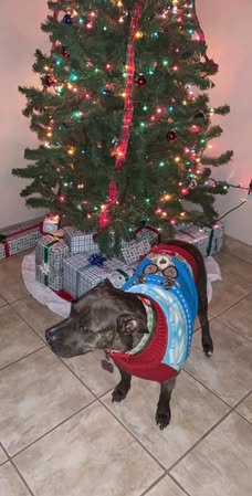 241216_Holiday Pets_PPL-6.jpeg