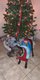 241216_Holiday Pets_PPL-6.jpeg