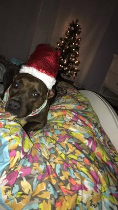 241217_Holiday Pets_PPL-8.jpeg